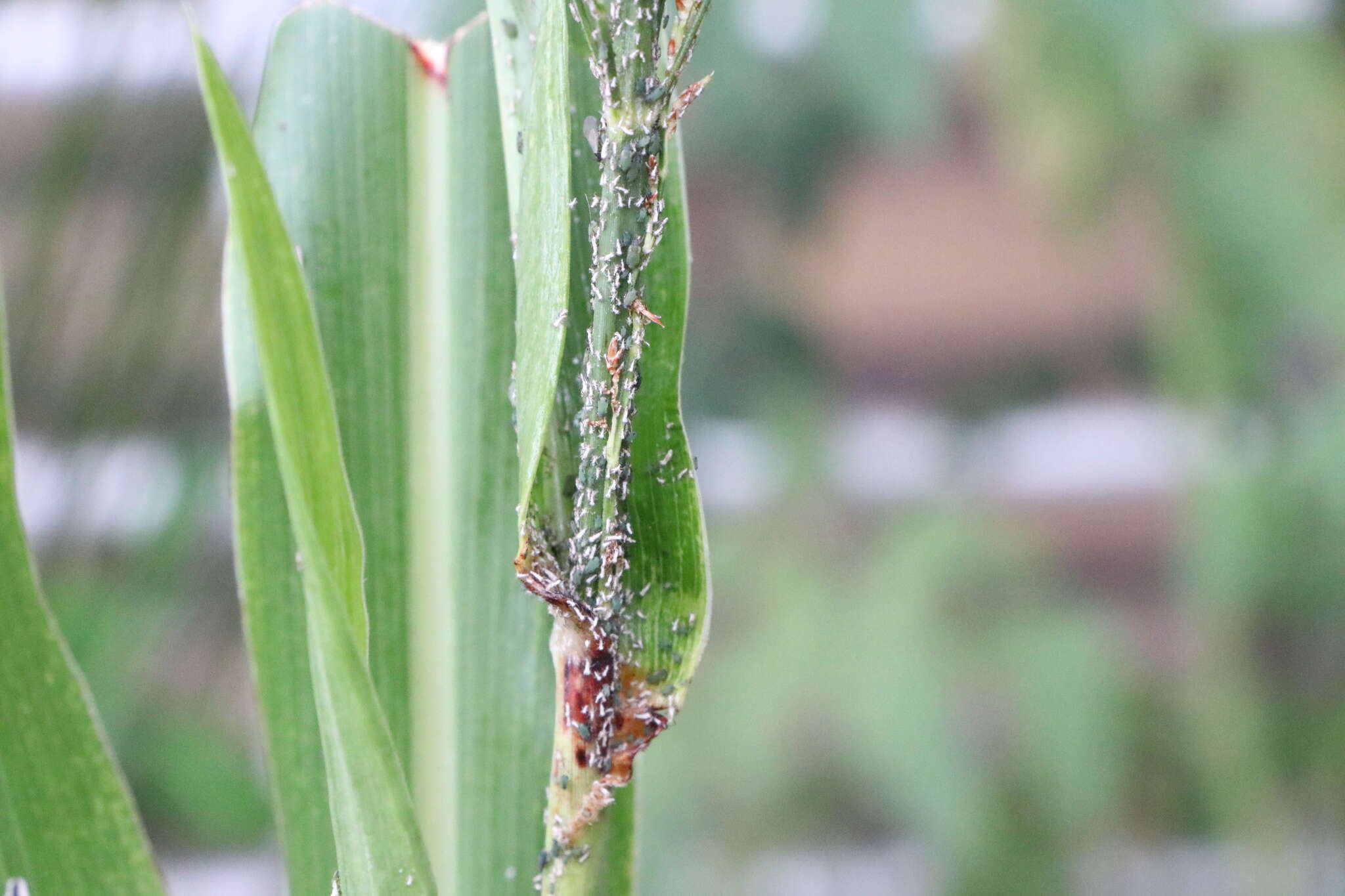 Image of Corn leaf aphid