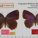 Image of Arhopala irregularis Bethune-Baker 1903