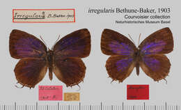 Plancia ëd Arhopala irregularis Bethune-Baker 1903