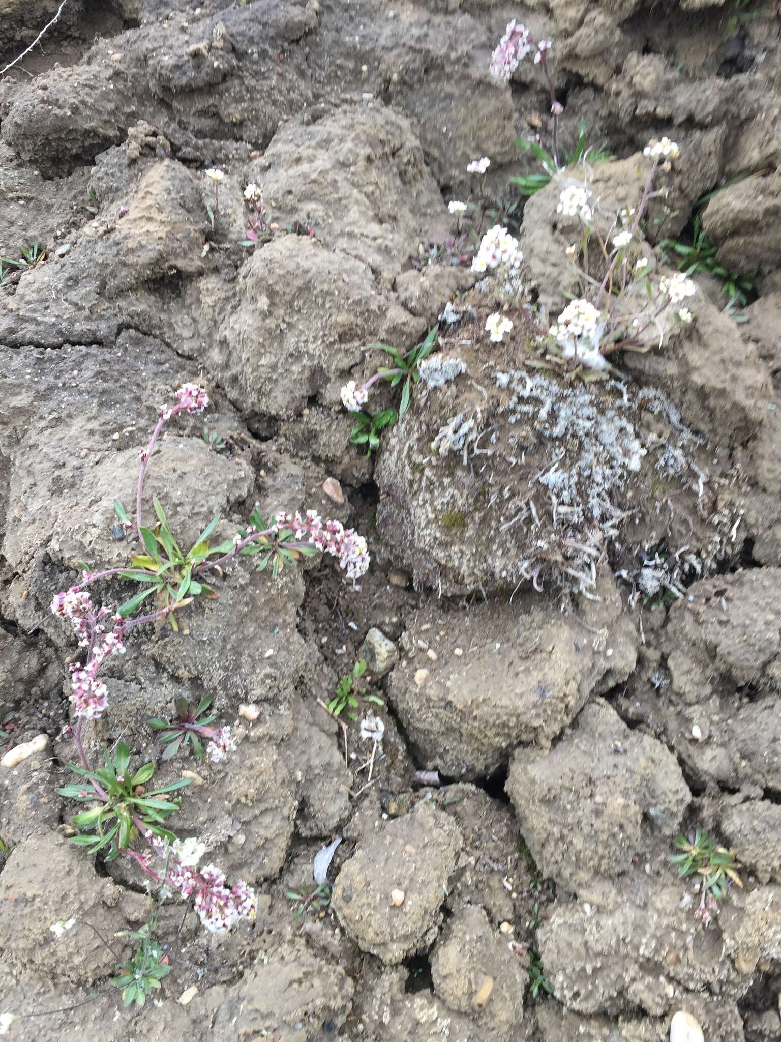 Image of Greenland northern rockcress