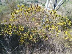 Image of Sicilian sumac