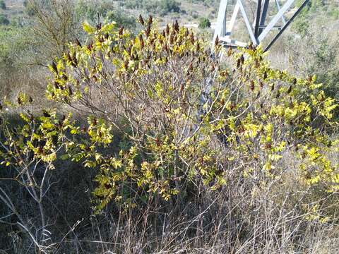 Image of Sicilian sumac