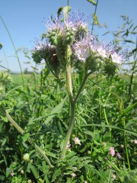 Plancia ëd Phacelia tanacetifolia Benth.