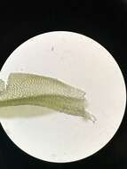 Image of Reinwardt's zygodon moss