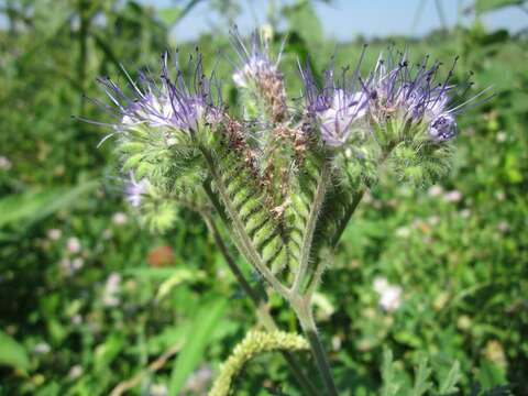 Plancia ëd Phacelia tanacetifolia Benth.