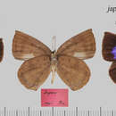 Image of Amblypodia japonica Murray 1875