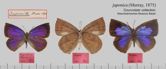 Image of Amblypodia japonica Murray 1875