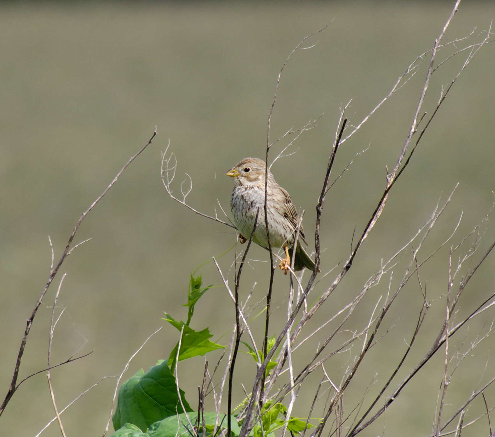 Image of Corn Bunting