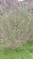 Image of Olea europaea subsp. guanchica P. Vargas, J. Hess, Muñoz Garm. & Kadereit