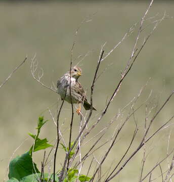 Image of Corn Bunting