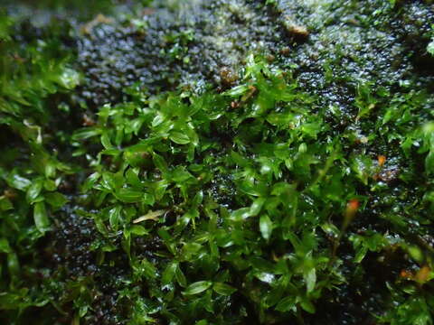 Tortula marginata Spruce 1845的圖片