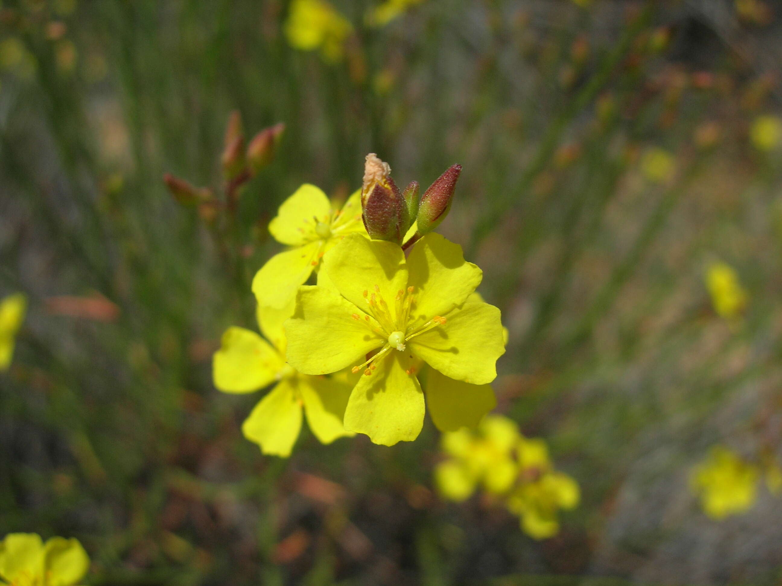 Imagem de Crocanthemum scoparium Millsp.