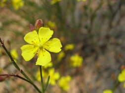 Imagem de Crocanthemum scoparium Millsp.