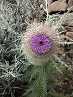 Image of Cirsium nivale (Kunth) Sch. Bip.