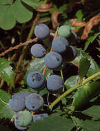Image of Cascade Oregon-Grape