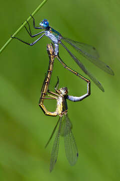 Image of Emerald Spreadwing