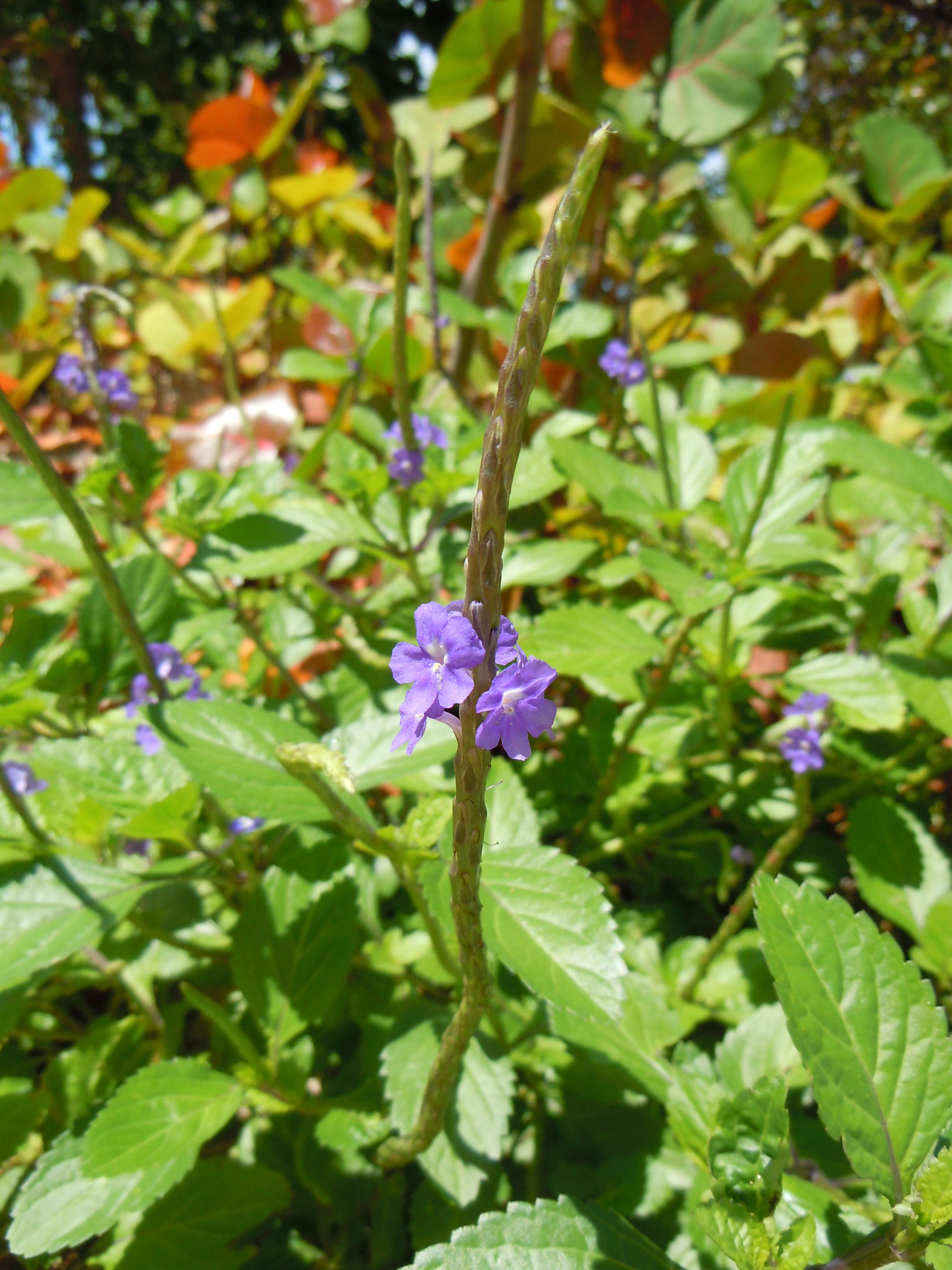 Image of light-blue snakeweed