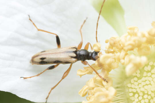 Image of Pidonia scripta (Le Conte 1869)