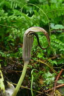 Image of Arisaema thunbergii subsp. autumnale J. C. Wang, J. Murata & H. Ohashi