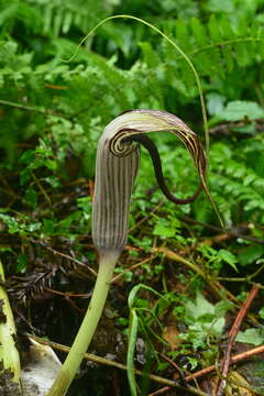 Arisaema thunbergii subsp. autumnale J. C. Wang, J. Murata & H. Ohashi的圖片