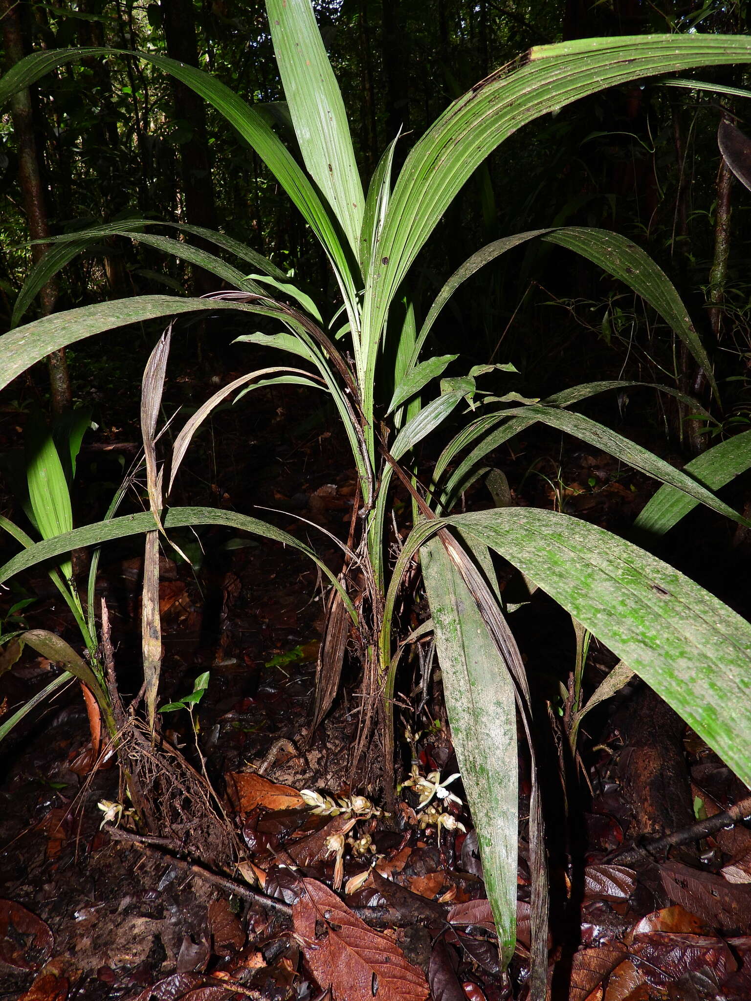 صورة <i>Palmorchis pubescens</i>