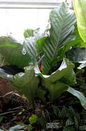 Image of Anthurium hookeri Kunth