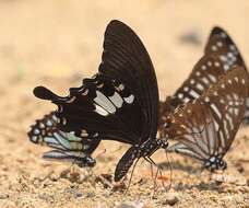 Image of Papilio nephelus Boisduval 1836