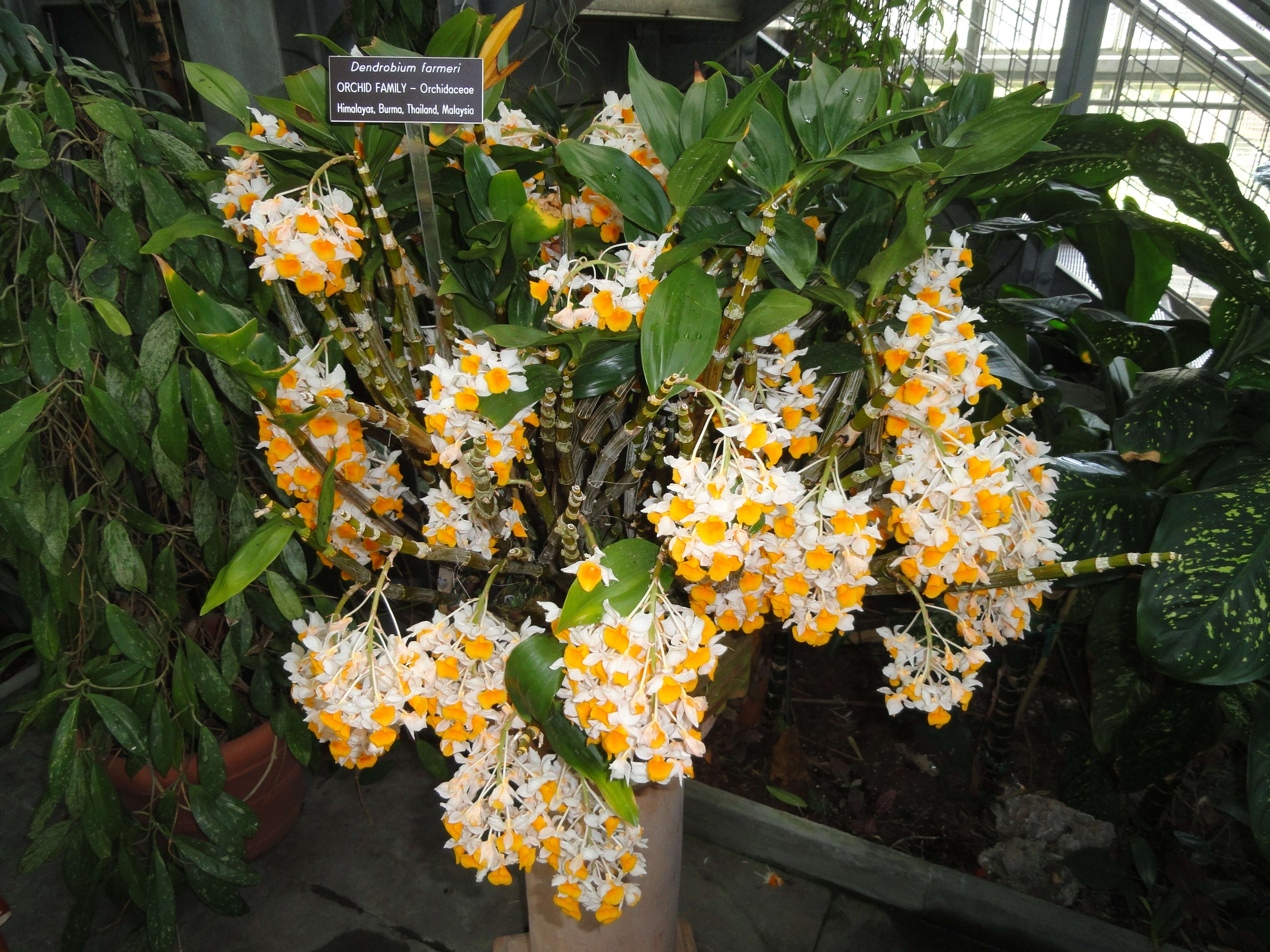 صورة Dendrobium farmeri Paxton