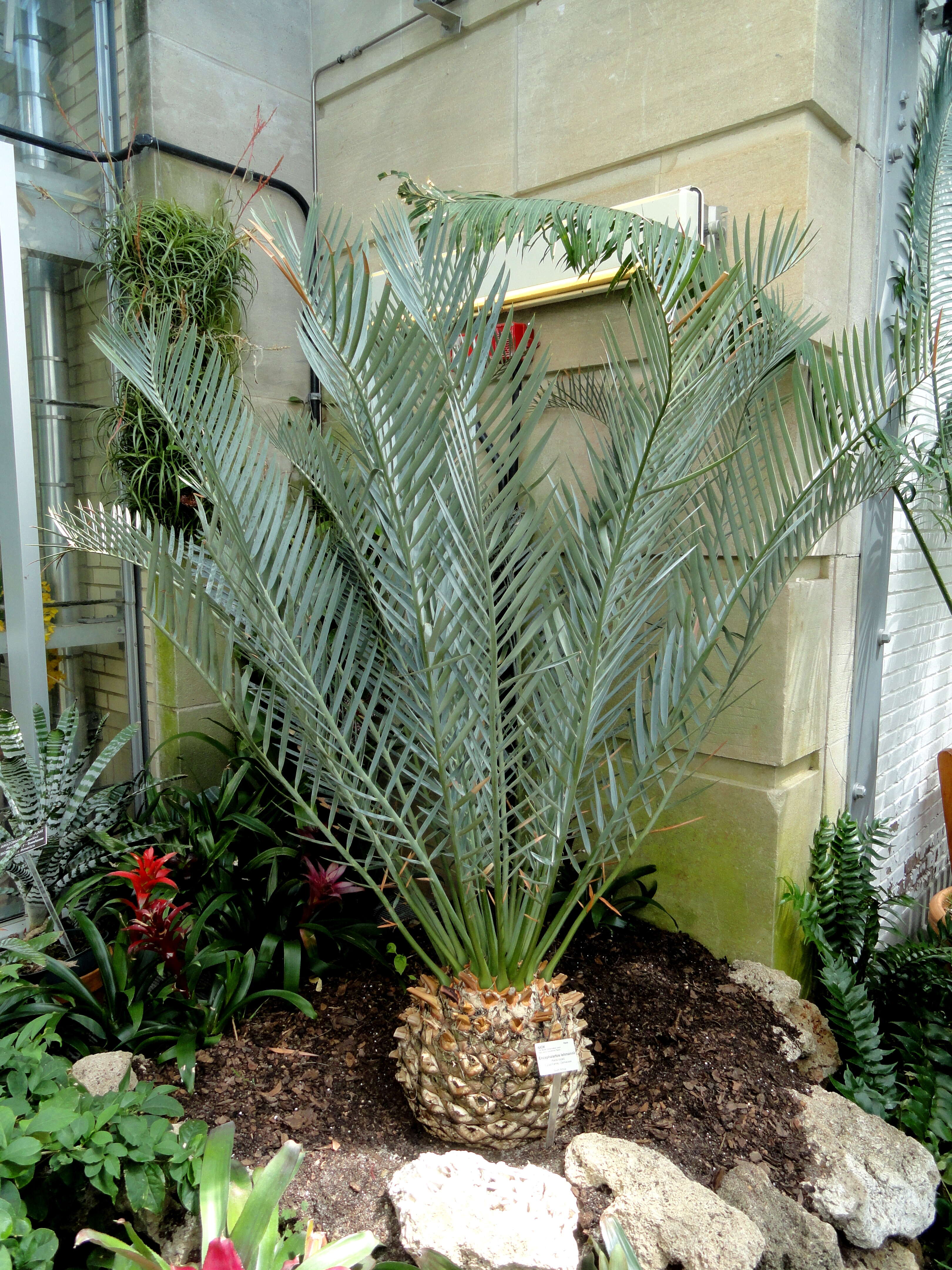 Image de Encephalartos lehmannii Lehm.