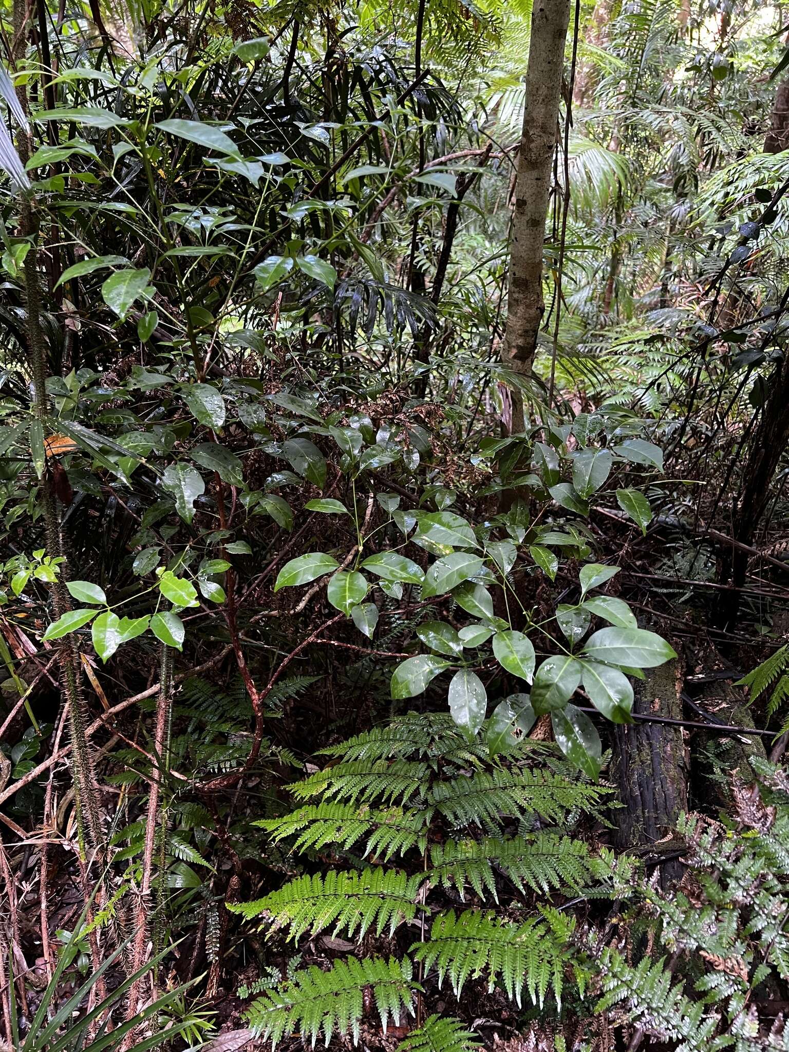 Image of Melicope hayesii T. G. Hartley