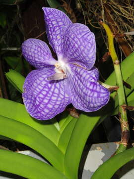 Image of blue orchid