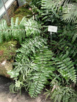 Image of Zamia loddigesii Miq.