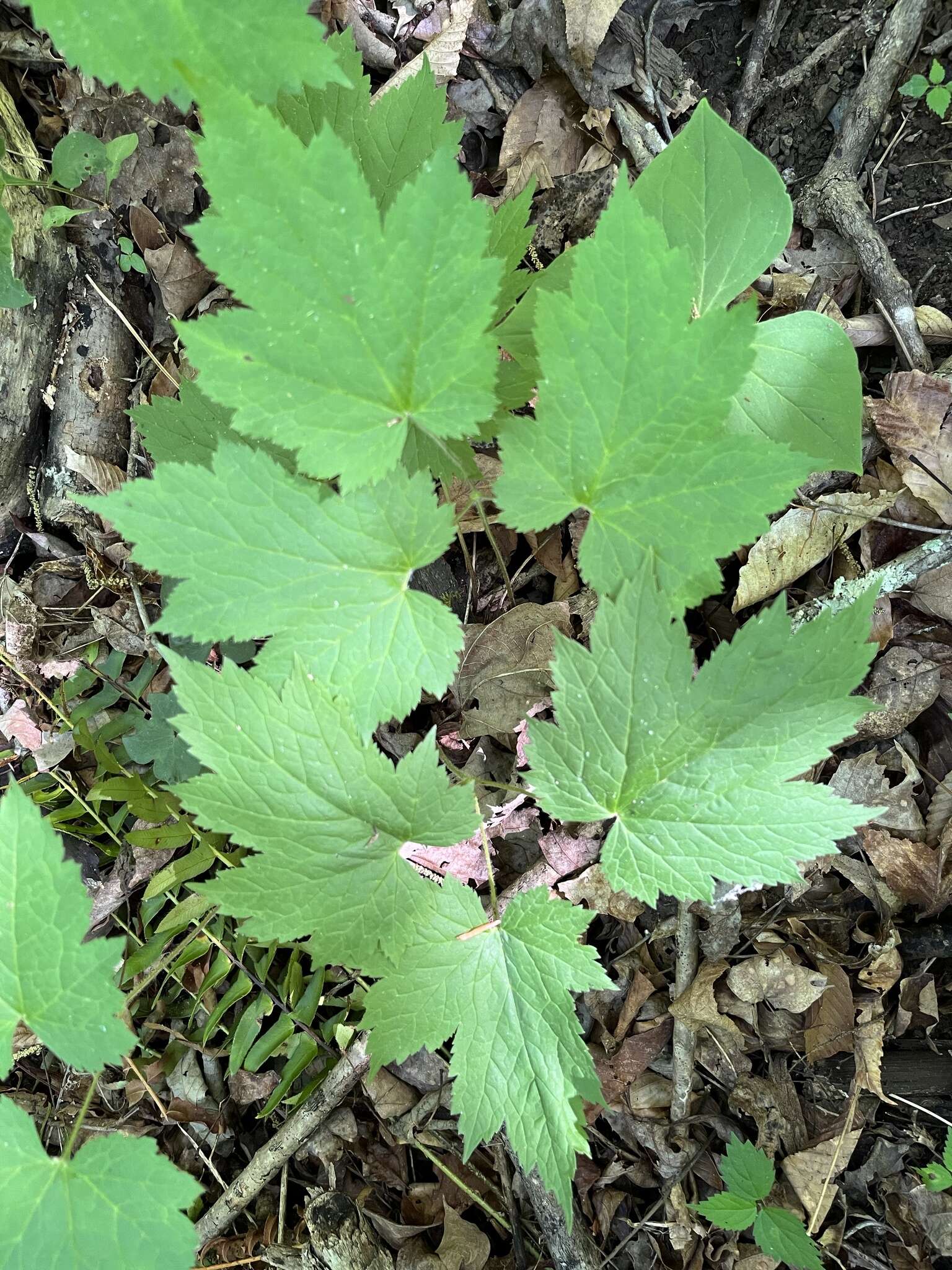 Image of Appalachian bugbane