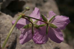 Image of Erodium rodiei (Br.-BI.) Poirion