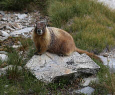 Image of Marmota subgen. Petromarmota Steppan et al. 1999