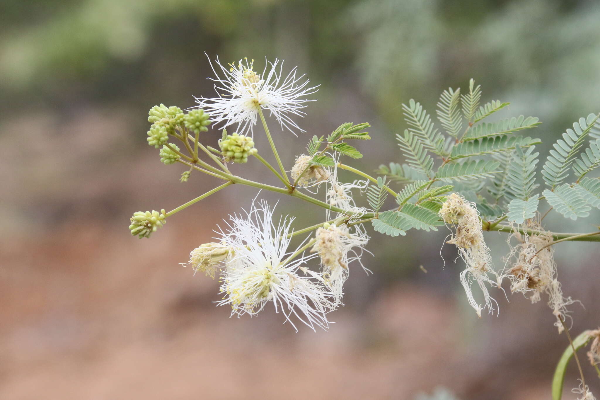 Image of Desmanthus fruticosus Rose