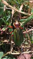 Carabus (Chrysocarabus) auronitens Fabricius 1792 resmi