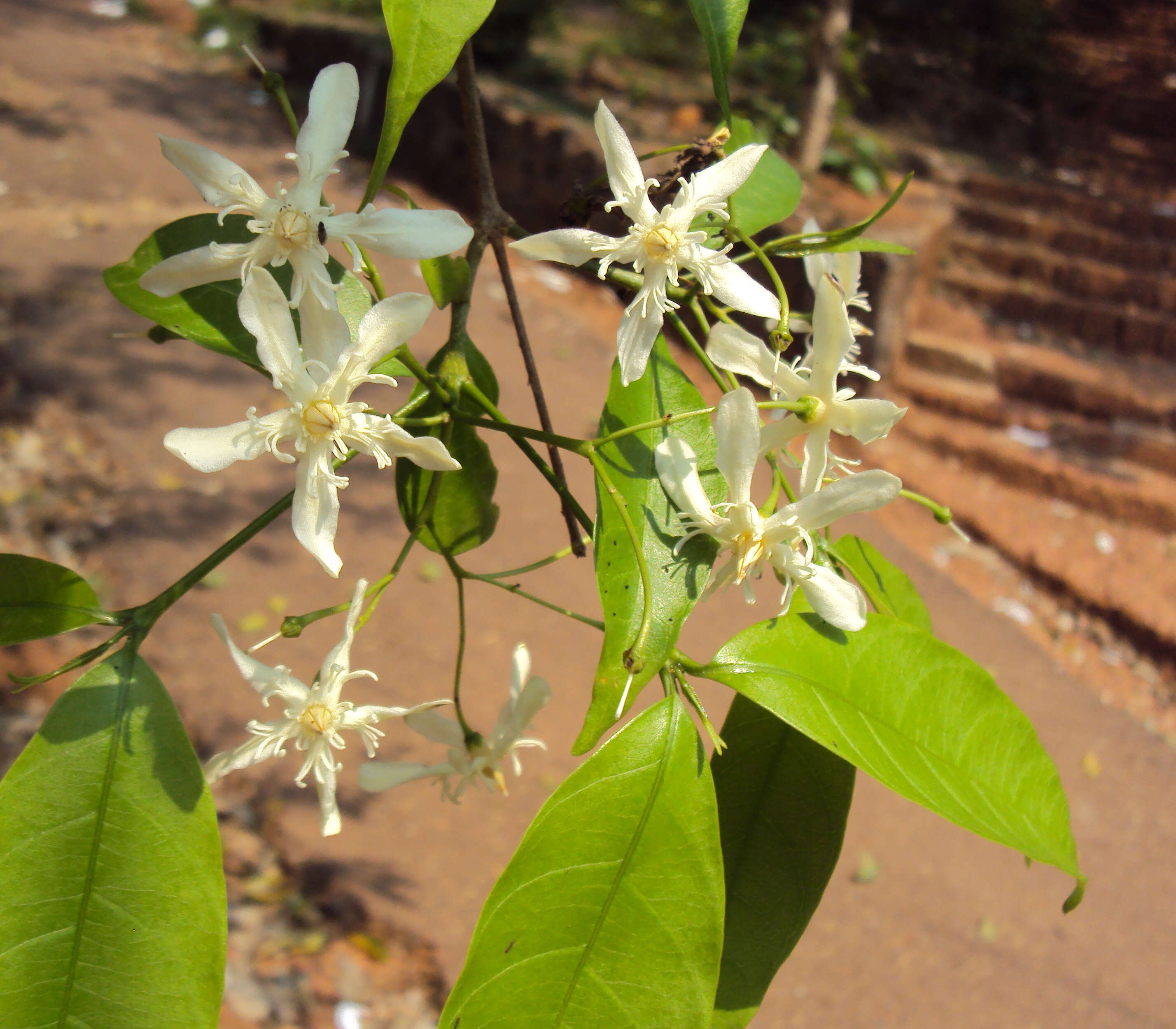 Image of Wrightia tinctoria R. Br.