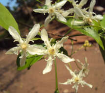 Image of Wrightia tinctoria R. Br.