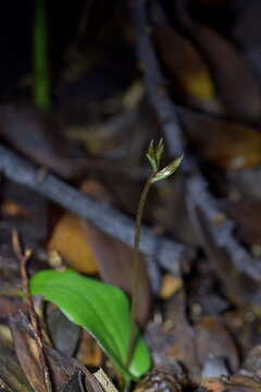 Image of Cyrtostylis oblonga Hook. fil.