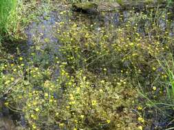 Image of yellow water buttercup