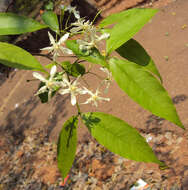 Image of Wrightia tinctoria R. Br.