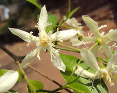 Image of Wrightia tinctoria R. Br.