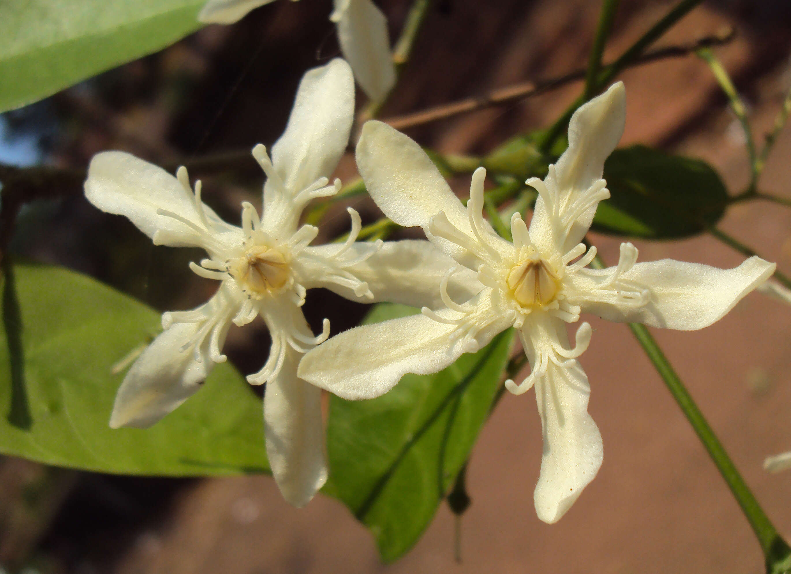 Image of Wrightia tinctoria R. Br.