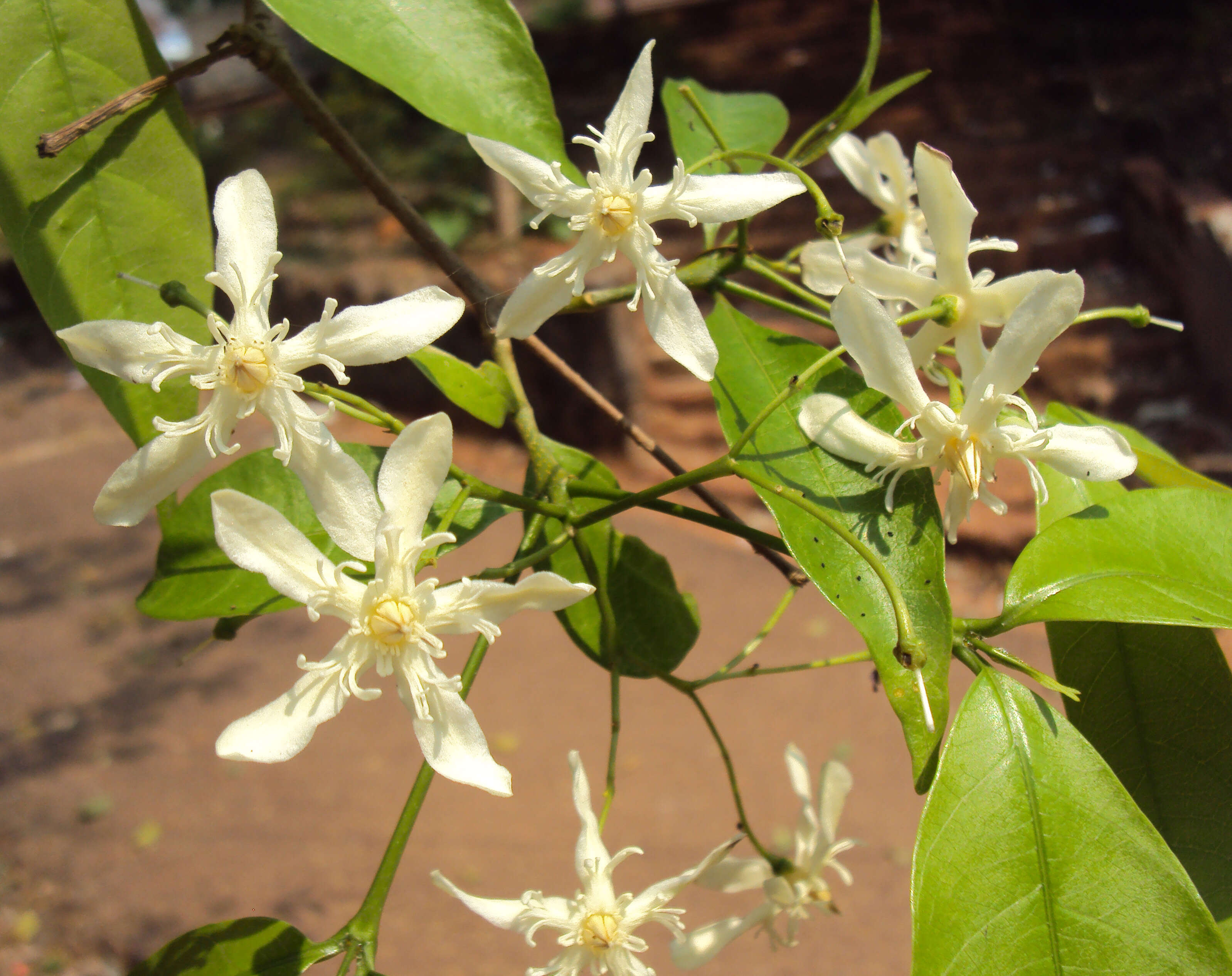 Image of Wrightia tinctoria R. Br.