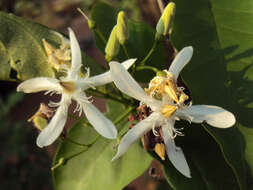 Image of Wrightia tinctoria R. Br.