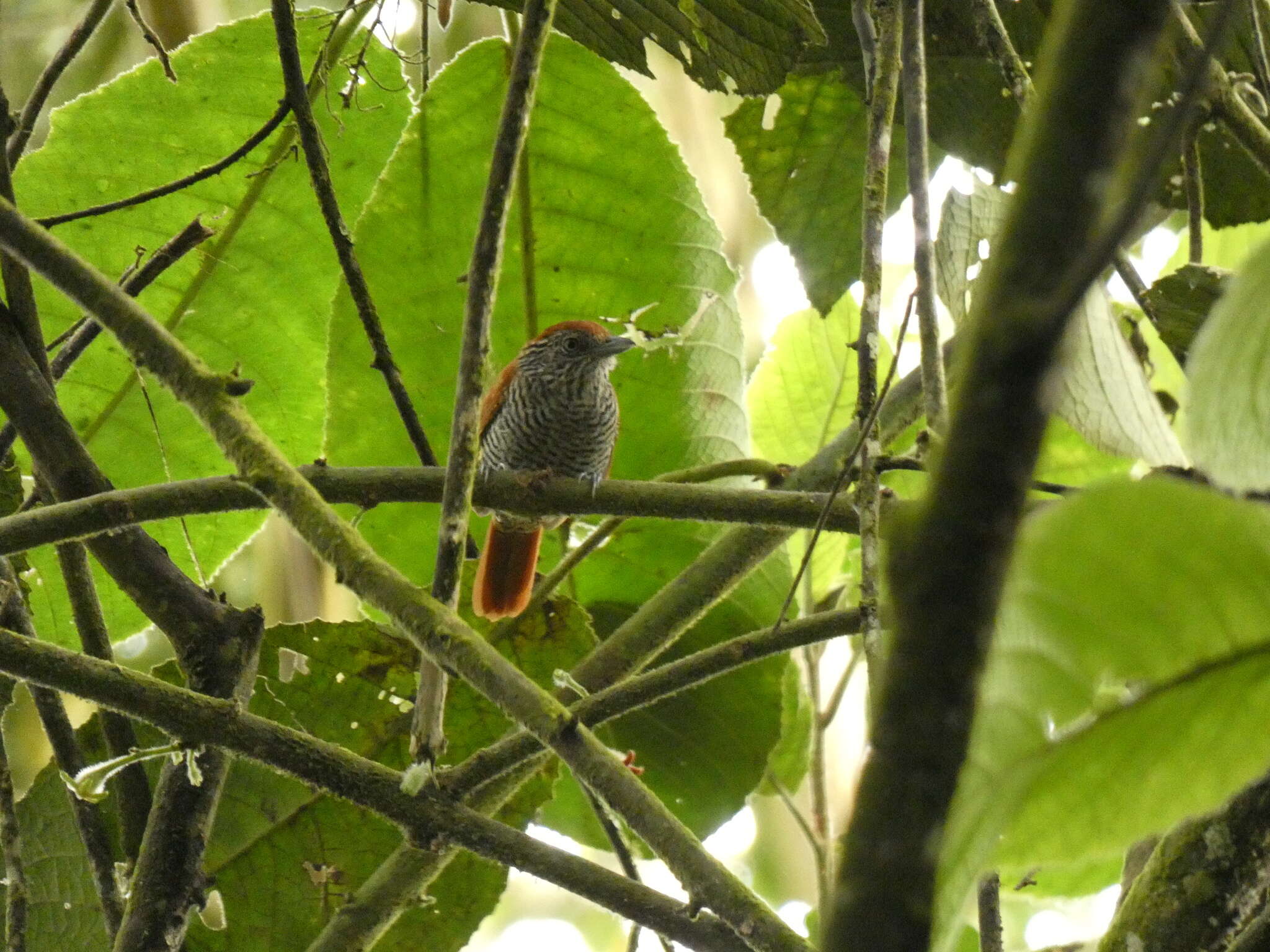 Image of Bar-crested Antshrike