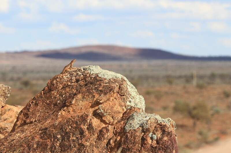 Image of Gidgee Skink