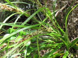 Слика од Morelotia affinis (Brongn.) S. T. Blake