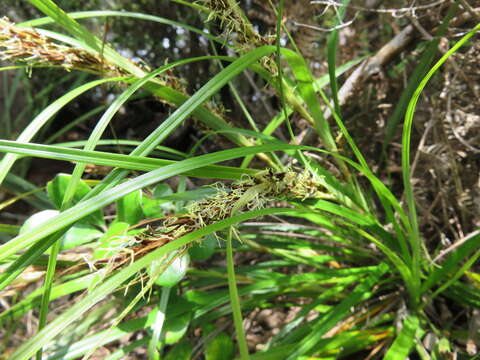 Morelotia affinis (Brongn.) S. T. Blake的圖片